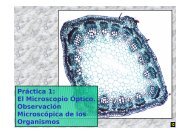 El Microscopio Óptico. Observación Microscópica de los Organismos