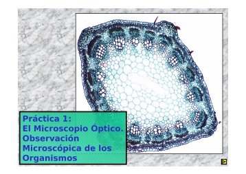 El Microscopio Óptico. Observación Microscópica de los Organismos