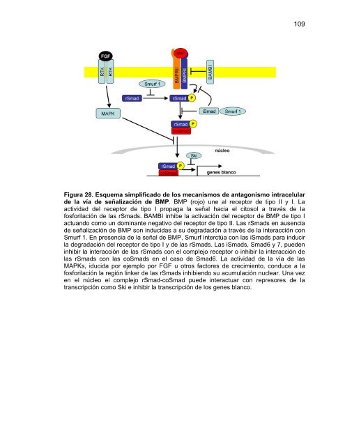 Participación del Factor Silenciador Neuronal Restrictivo - Tesis ...