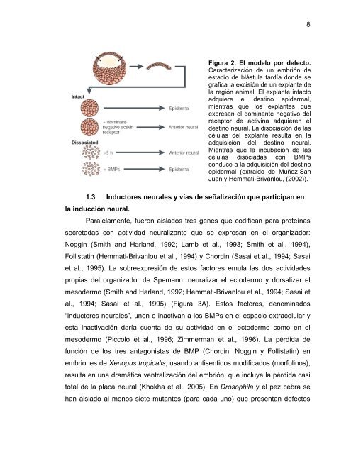 Participación del Factor Silenciador Neuronal Restrictivo - Tesis ...