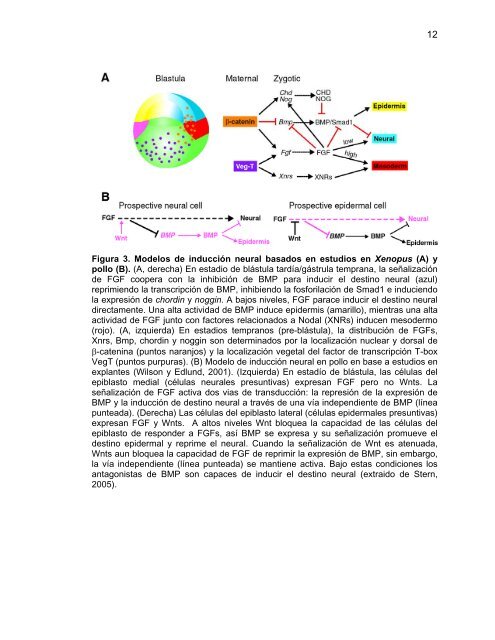 Participación del Factor Silenciador Neuronal Restrictivo - Tesis ...