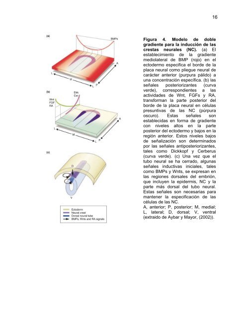 Participación del Factor Silenciador Neuronal Restrictivo - Tesis ...