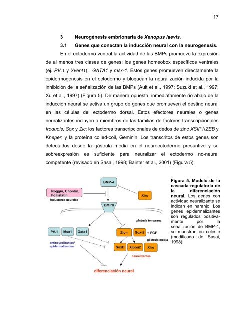 Participación del Factor Silenciador Neuronal Restrictivo - Tesis ...