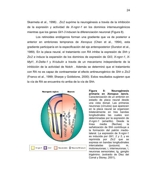 Participación del Factor Silenciador Neuronal Restrictivo - Tesis ...