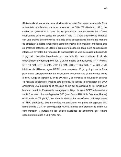 Participación del Factor Silenciador Neuronal Restrictivo - Tesis ...