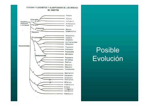 ENTOMOLOGIA - Universidad Central de Venezuela