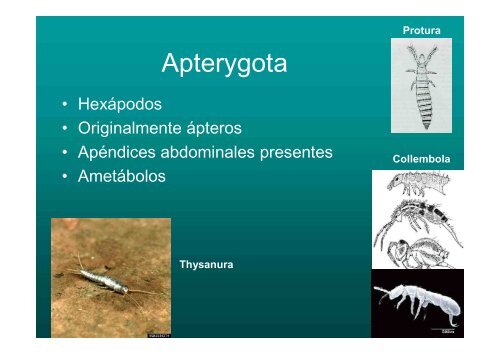 ENTOMOLOGIA - Universidad Central de Venezuela