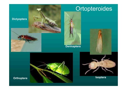 ENTOMOLOGIA - Universidad Central de Venezuela