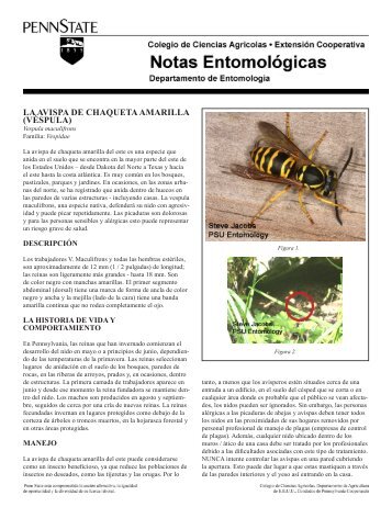 LA AVISPA DE CHAQUETA AMARILLA (VÉSPULA)