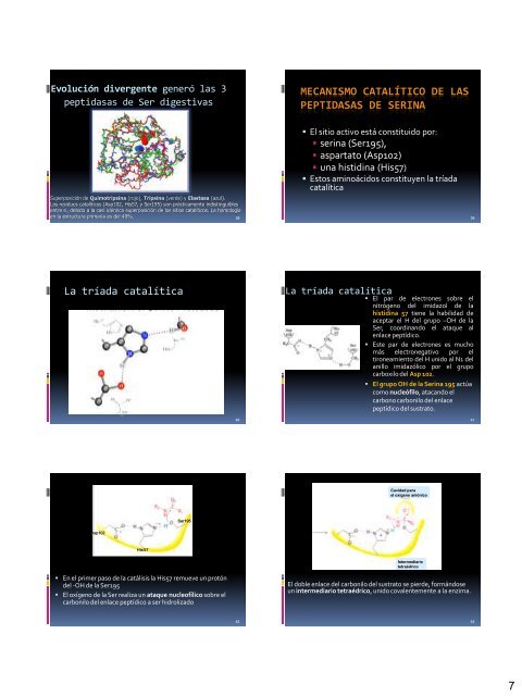 3. Proteolisis Limitada.