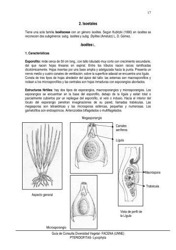 2. Isoetales Isoëtes L.