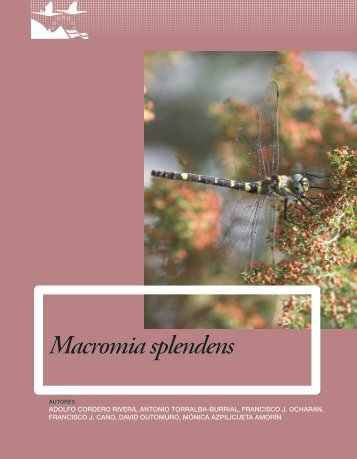 Macromia splendens