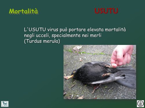 west nile e usutu - Spacs.unina.it