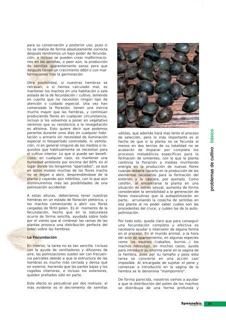 EL RINCÓN de - Cannabis Magazine