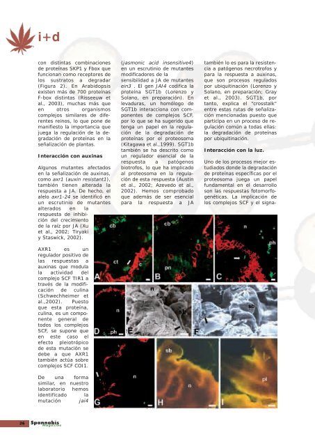 EL RINCÓN de - Cannabis Magazine