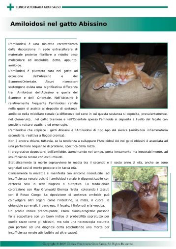 Amiloidosi nel gatto Abissino - Clinica Veterinaria Gran Sasso