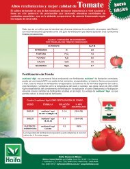 La fertilización de Tomate, Mexico | Spanish - Haifa-Group