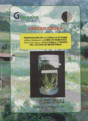 Propagación de la cebolla de rama (Allium fistulosum L.) - Agronet