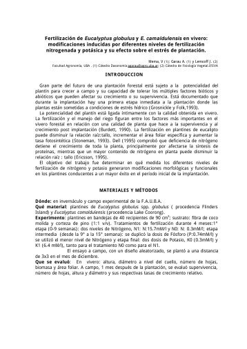 Fertilización de eucaliptos en vivero