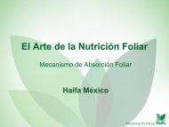 Nutrición Foliar - Haifa-Group