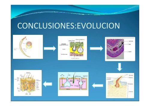 Sistema Tegumentario