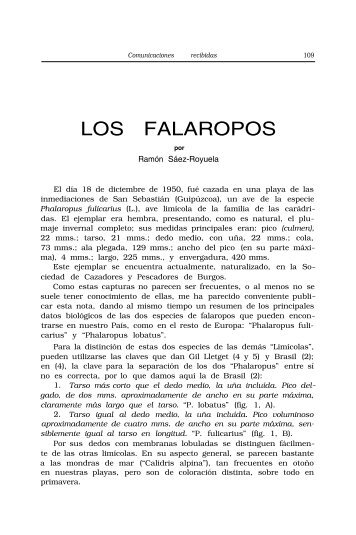 SAEZ-ROYUELA, RAMON—Los Falaropos - Aranzadi