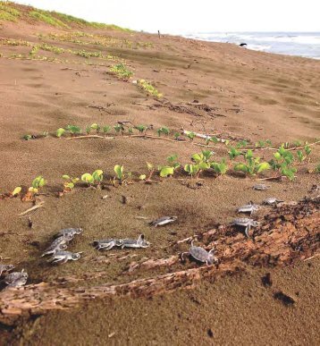 VI. Los habitantes de las playas y dunas - Inecol