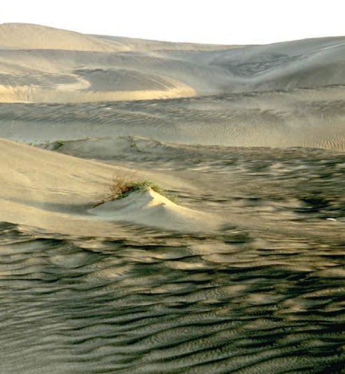 VI. Los habitantes de las playas y dunas - Inecol