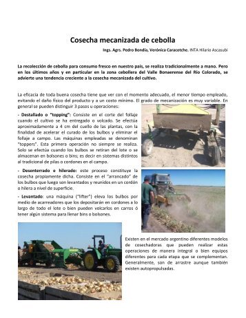 Cosecha mecanizada de cebolla (con fotos).pdf