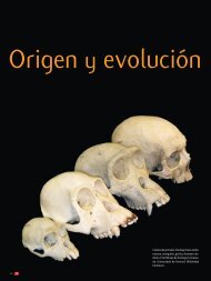 Cráneos de primates. De abajo hacia arriba: macaco ... - Ciencia Hoy