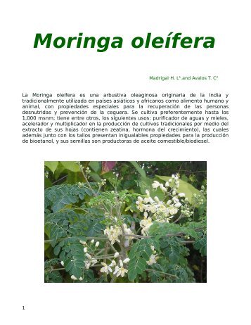 Moringa Oleífera (Madrigal, H. L. and Avalos T. C.) - Red Marango