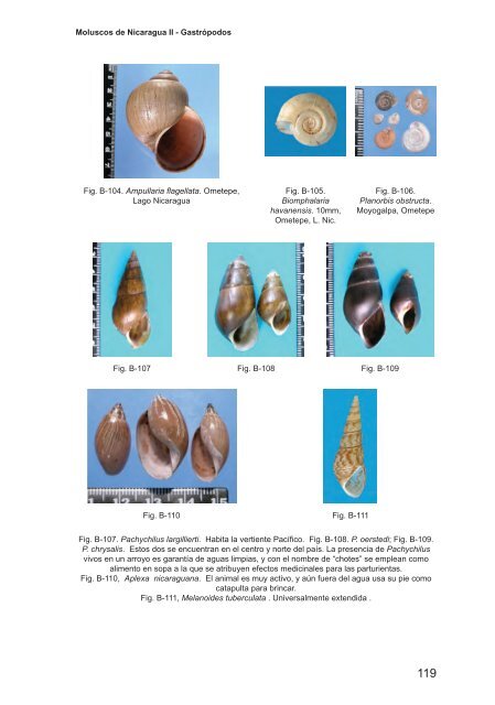 Moluscos de Nicaragua II - Gastrópodos - aecid