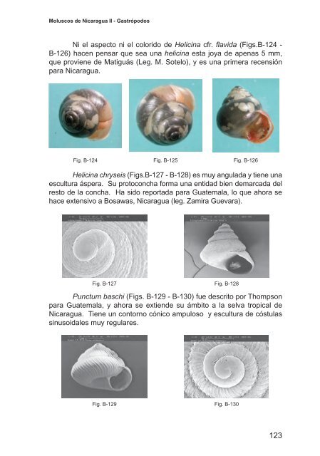 Moluscos de Nicaragua II - Gastrópodos - aecid