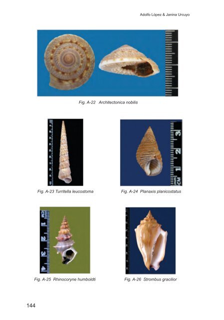 Moluscos de Nicaragua II - Gastrópodos - aecid