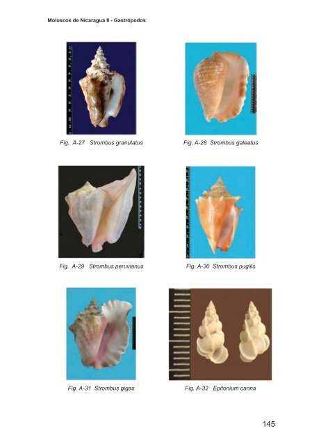 Moluscos de Nicaragua II - Gastrópodos - aecid