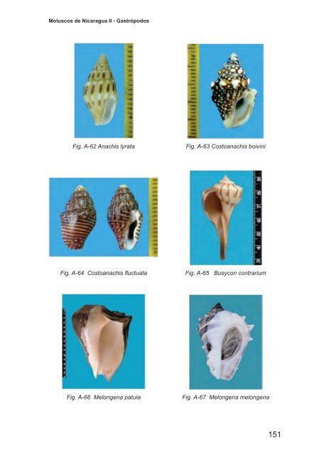 Moluscos de Nicaragua II - Gastrópodos - aecid