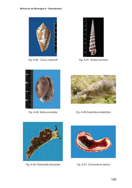 Moluscos de Nicaragua II - Gastrópodos - aecid