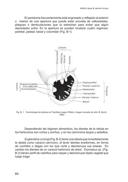 Moluscos de Nicaragua II - Gastrópodos - aecid