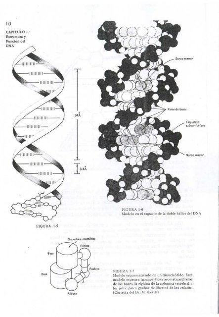 ESTRUCTURA Y FUNCION DEL DNA