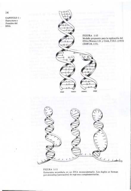 ESTRUCTURA Y FUNCION DEL DNA