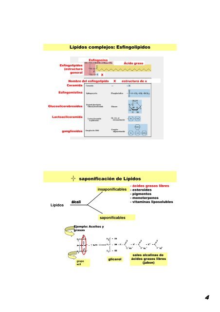 Apuntes para el seminario de Lípidos