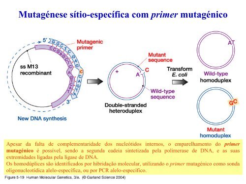 Técnicas de análise de DNA e RNA