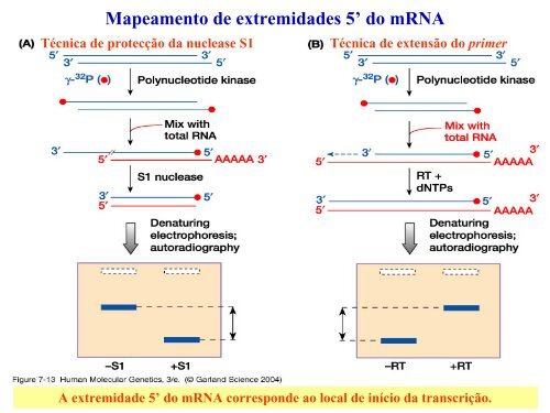 Técnicas de análise de DNA e RNA