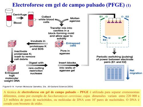 Técnicas de análise de DNA e RNA