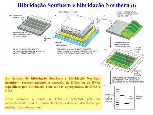 Técnicas de análise de DNA e RNA