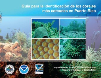 Guía para la identificación de los corales más ... - Puerto DRNA