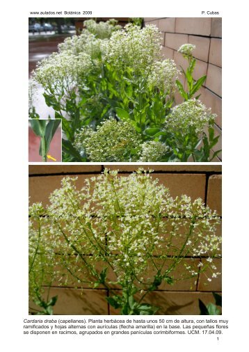 Cardaria draba (capellanes). Planta herbácea de hasta unos 50 cm ...