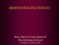Morfología bacteriana 1