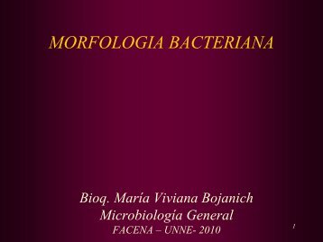 Morfología bacteriana 1