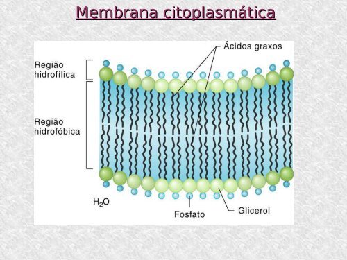 Morfologia bacteriana - ICB